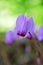 Alpine or purple cyclamen, Cyclamen purpurascens close up