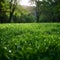 Alpine radiance Fresh green grass in meadow basks in sunlight