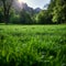 Alpine radiance Fresh green grass in meadow basks in sunlight