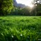 Alpine radiance Fresh green grass in meadow basks in sunlight