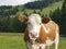 Alpine range fed dairy cow II