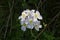 Alpine Rock Cress wildflower with foliage and buds