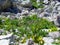 Alpine rock garden of blue earleaf bellflower