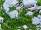 Alpine rock garden with earleaf bellflower