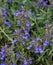 Alpine rock rose (Helianthemum oelandicum alpestre), Cistaceae.