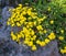 Alpine rock rose Helianthemum oelandicum alpestre, Cistaceae.  kit botanical garden, Karlsruhe, Baden Wuerttemberg, Germany