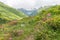 Alpine rose bush and mist in a valley in the Alps, Austria