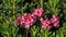 Alpine roses, bright pink wildflowers