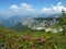 Alpine Roses in the Chartreuse