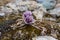 Alpine roses Mountain Flowers of the Alps