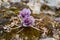 Alpine roses Mountain Flowers of the Alps