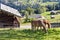 Alpine rural landscape with grazing horses in Austria.