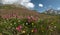 Alpine sainfoin Hedysarum hedysaroides filling alpine meadow in Malbun, Liechtenstein