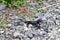 Alpine salamander in the Alps