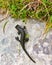 Alpine salamander Critically endangered animals