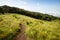 Alpine savanna grassland