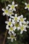 Alpine saxifrage flowers