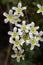Alpine saxifrage flowers