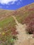 Alpine scene with Autumn colors in the tundra