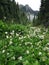 Alpine Scene with Avalanche Lilies