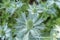 Alpine Sea Holly in horticulture