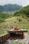 Alpine Serenity, a Nova Scotia Duck Tolling Retriever lounges on a wooden bridge