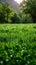 Alpine serenity Sunlight bathes fresh green grass in a meadow