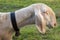 Alpine sheep, bell around the neck on Tyrol Mountain. Animal on Austria Alps.