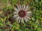 Alpine Silver thistle flower Carlina acaulis growing on Alp in