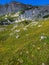 Alpine Silver thistle flower growing at Rofan, Brandenberg Alpine pasture in Tyrol, Austria