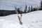 Alpine skiing with sticks stand in a white snowdrift against the background of the taiga