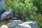 Alpine slide with mini pond. Sity park landscape with pine tree, variaty green plants and fern. Atmospheric botanical scenery in