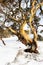 Alpine \'Snow Gum\' in Australia\'s Snowy Mountains region