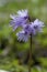 Alpine Snowbell - Soldanella alpina