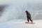 Alpine snowboarded executes a dangerous descend