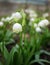 Alpine snowdrops - forest spring flowers, blurred background