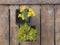 Alpine spring bedding plants - Alyssum saxatile var. Gold Ball and thyme, Thymus pulegioides var. Betram Anderson