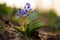 Alpine squill (Scilla bifolia) on a spring mountain meadow