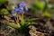 Alpine squill (Scilla bifolia) on a spring mountain meadow