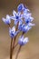 Alpine squill (Scilla bifolia) on a spring mountain meadow