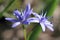 Alpine squill or two-leaf squill blue flower