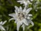 Alpine star flower macro detail