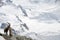 Alpine steinbock above Gornergrat Glacier