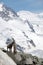 Alpine steinbock above Gornergrat Glacier