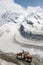 Alpine steinbock above Gornergrat Glacier