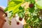 Alpine strawberries plant growing in a pot on a balcony