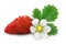 Alpine strawberry (Fragaria vesca)
