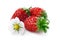 Alpine strawberry (Fragaria vesca)