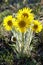 Alpine Sunflower back lit.