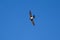 Alpine Swift in blue sky